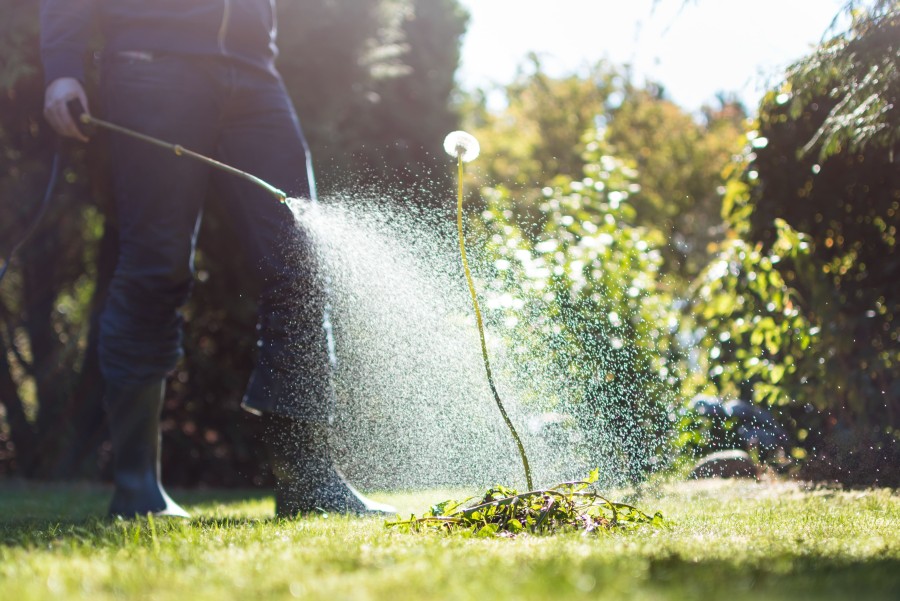 In the foreground is a lion's tooth, which is being watered by a man with a watering can.