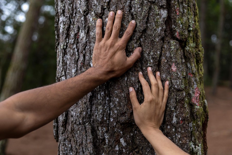 Ein Baum welcher von zwei Händen berührt wird