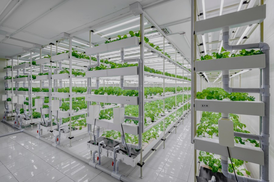 A Vertical Farm